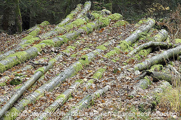 bois en automne